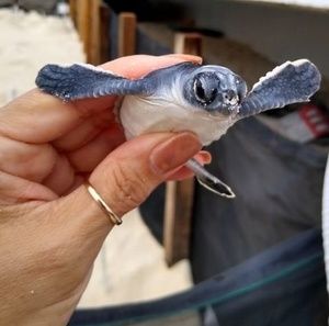 Meet your Posher, Suky